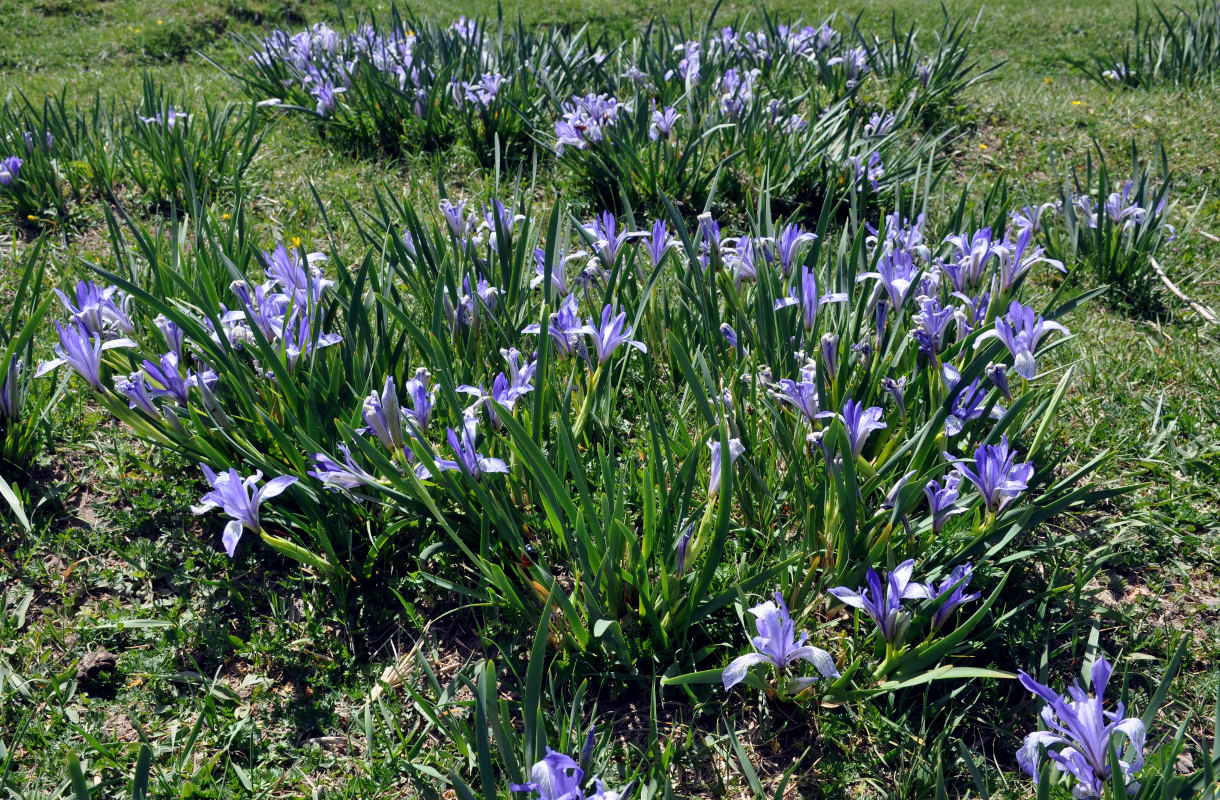 Изображение особи Iris lactea.