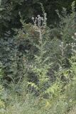 Echinops sphaerocephalus. Зацветающее растение на фоне Lonicera tatarica. Саратов, обочина дороги. 23.07.2017.