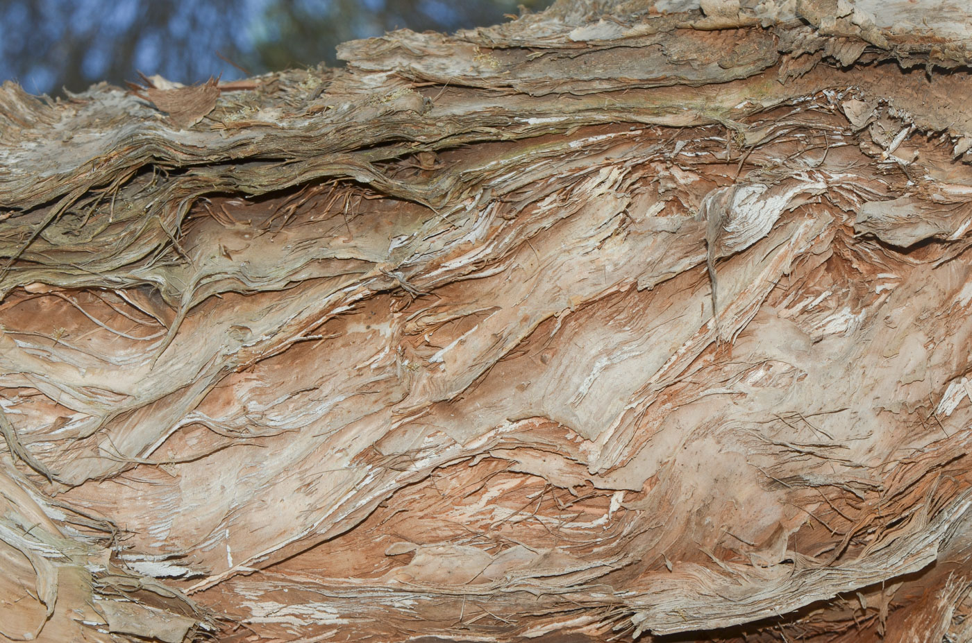 Image of Melaleuca halmaturorum specimen.