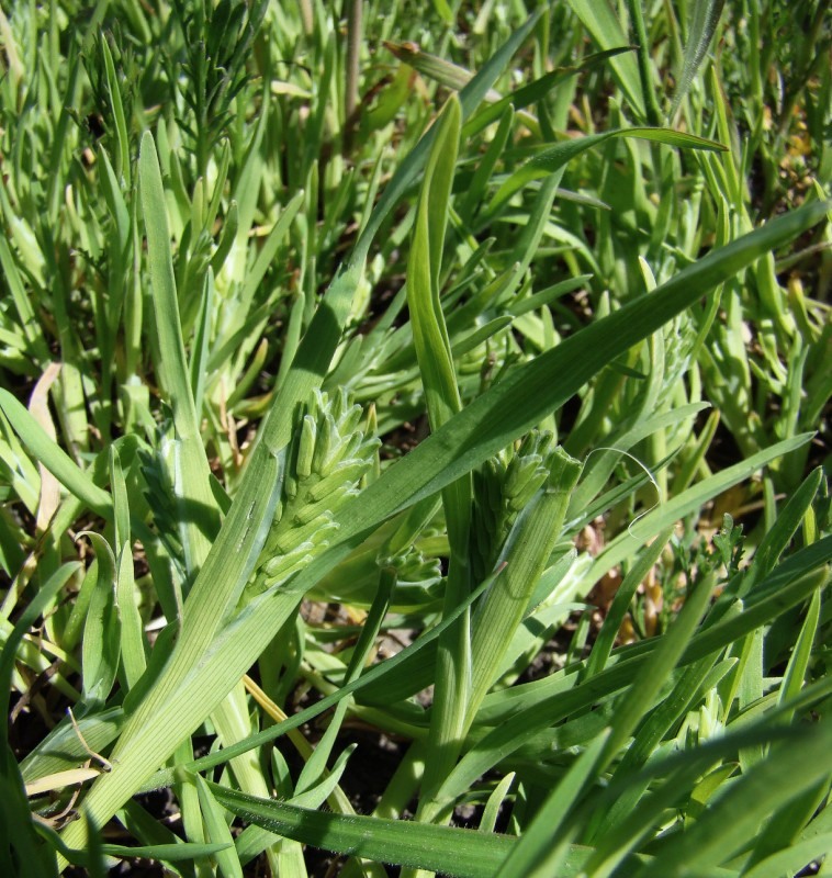 Image of Sclerochloa dura specimen.