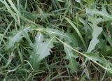 Sonchus arvensis ssp. uliginosus