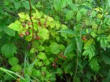 Rubus idaeus. Плодоносящее растение. Беларусь, Гродненская обл., Новогрудский р-н, Кошелевский сельсовет, окр. дер. Чемеровка, опушка ельника черничного. 24.07.2015.