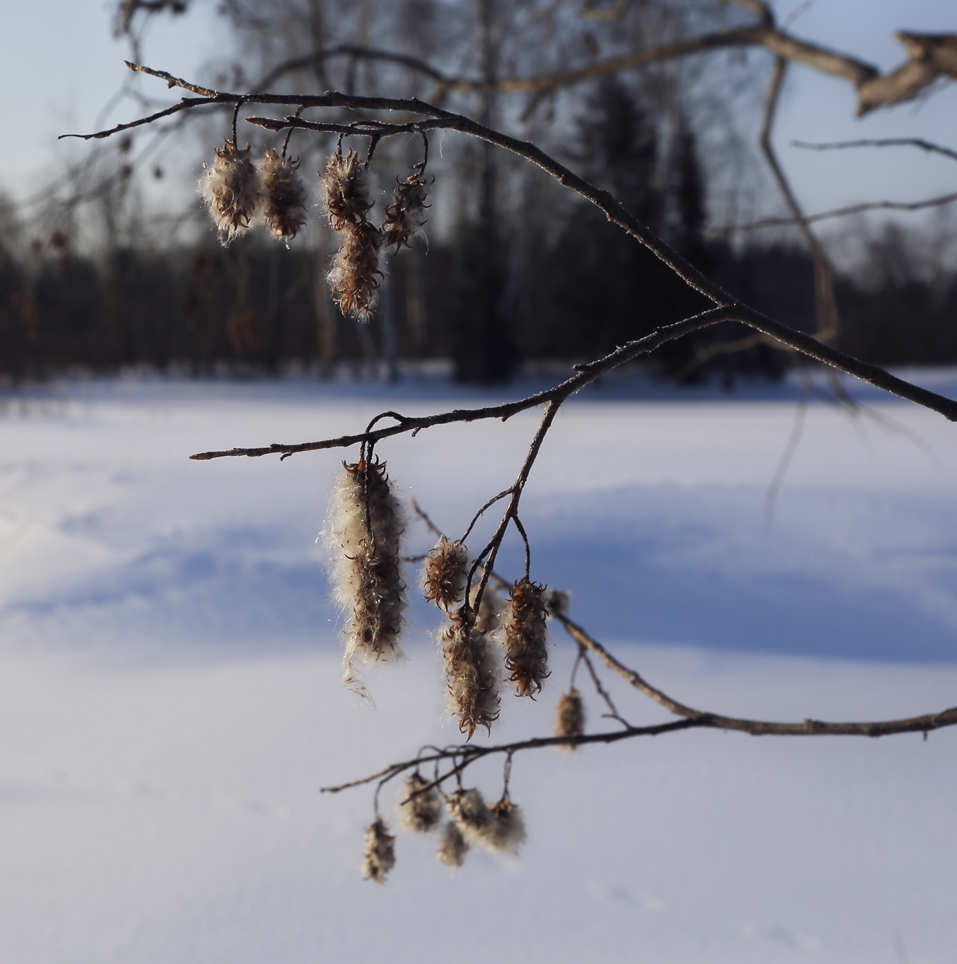 Изображение особи Salix pentandra.