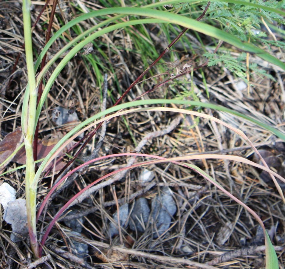 Image of Bupleurum multinerve specimen.