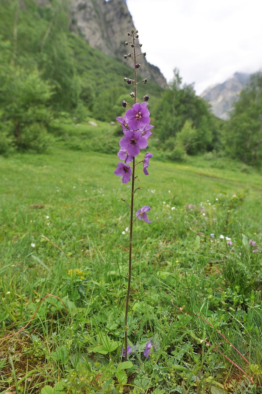 Image of Verbascum phoeniceum specimen.