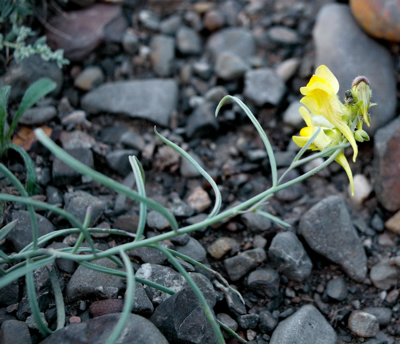 Image of genus Linaria specimen.