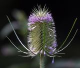 Dipsacus fullonum. Соцветие. Московская обл., Раменский р-н, окр. дер. Хрипань, садовый участок. 08.08.2018.