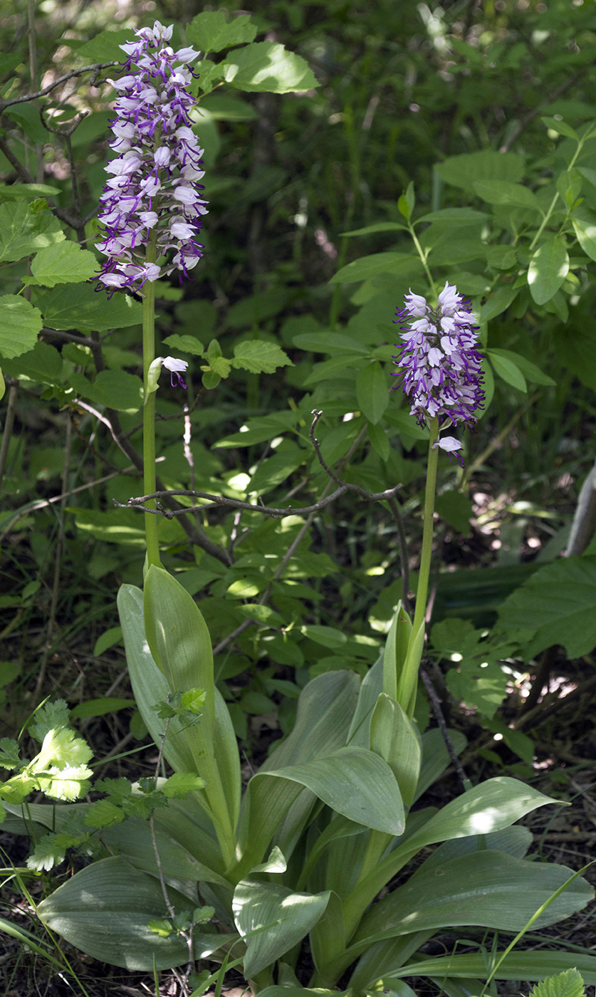 Изображение особи Orchis &times; beyrichii ssp. mackaensis.