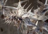 Eryngium maritimum. Засохшее соплодие, потерявшее плоды. Греция, Эгейское море, о. Парос, окр. пос. Дриос, дюны за пляжем. 10.04.2018.