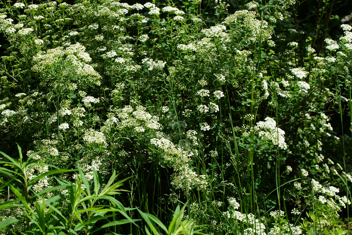 Image of Spiraea trilobata specimen.