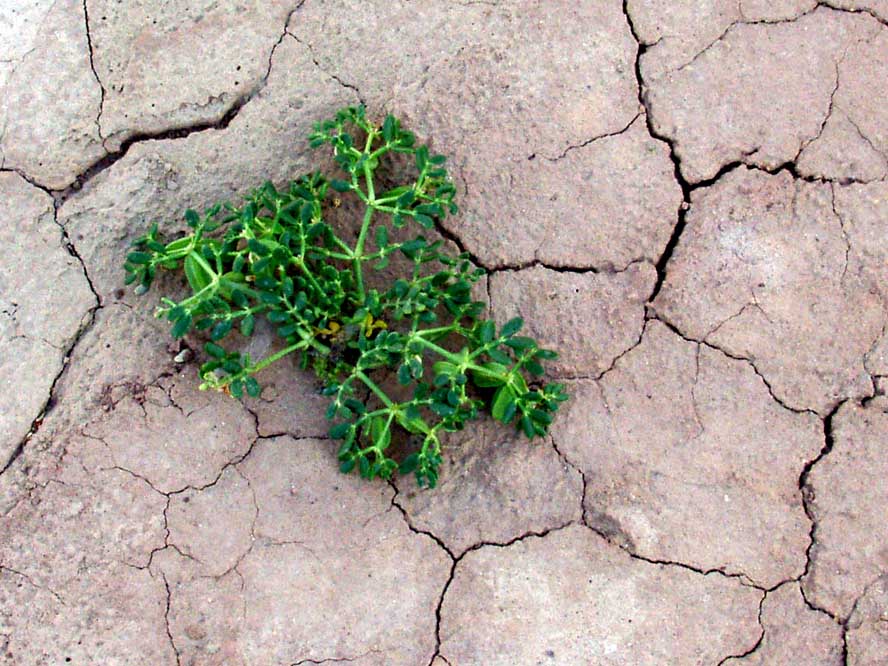 Image of genus Zygophyllum specimen.