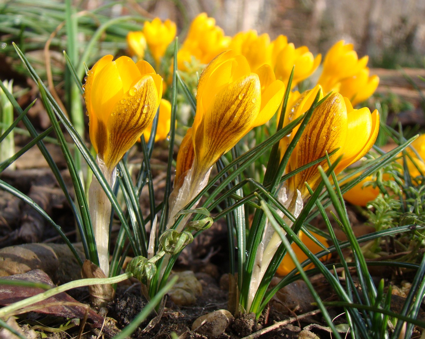 Image of Crocus chrysanthus specimen.