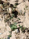 Lepidium perfoliatum