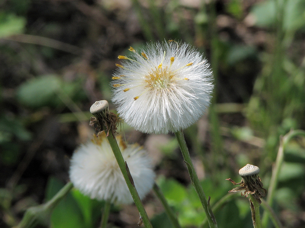 Image of Tussilago farfara specimen.