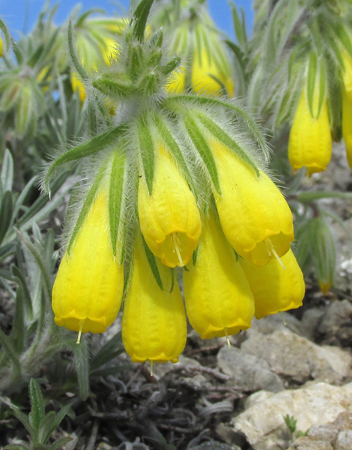 Image of Onosma polyphylla specimen.