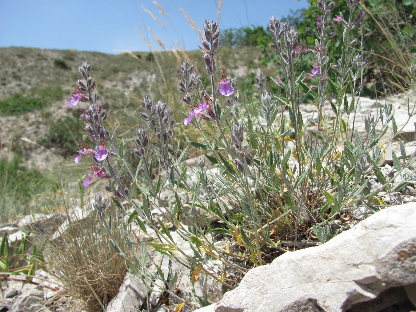 Image of Teucrium canum specimen.