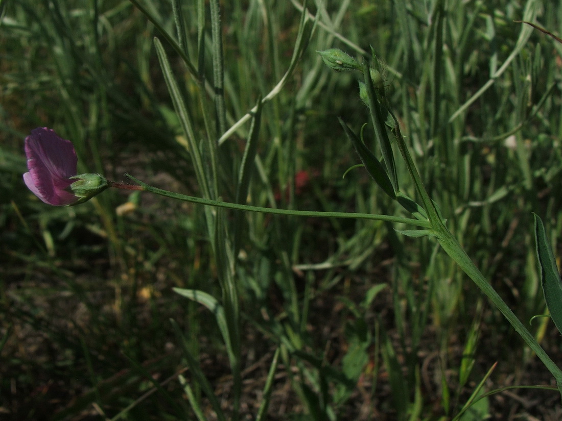 Image of Lathyrus hirsutus specimen.