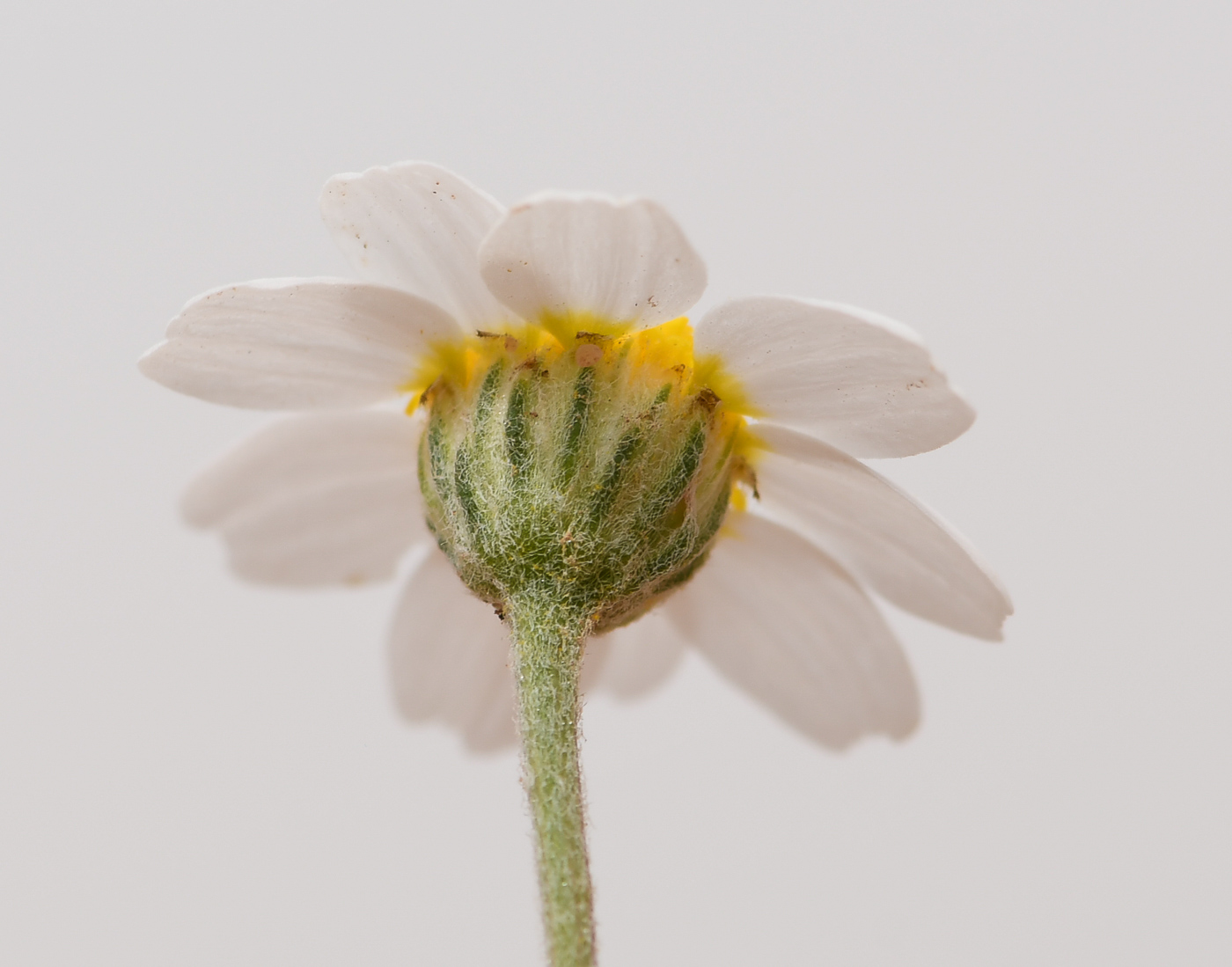 Image of Leysera leyseroides specimen.