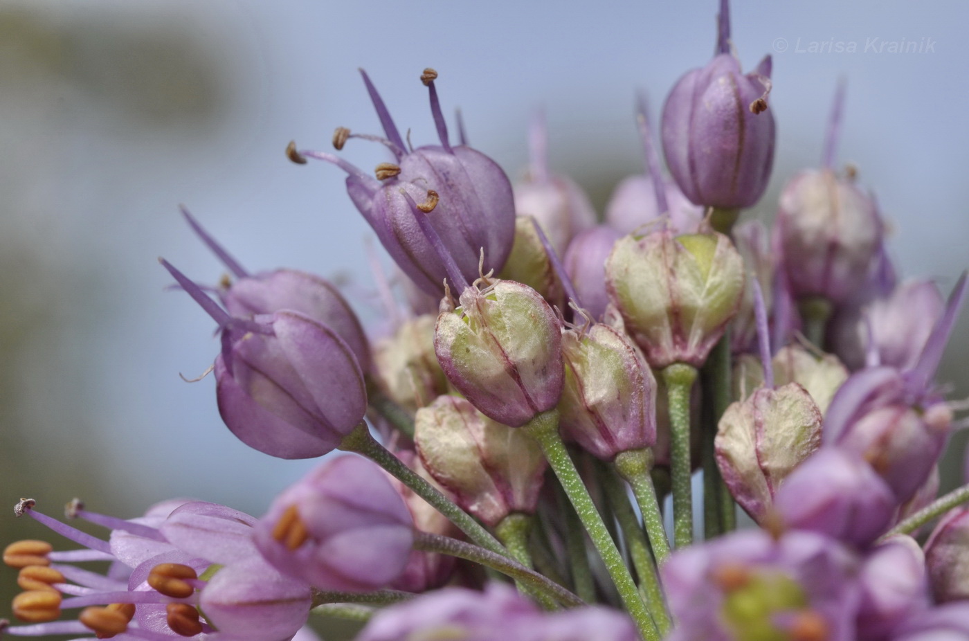 Image of Allium sacculiferum specimen.