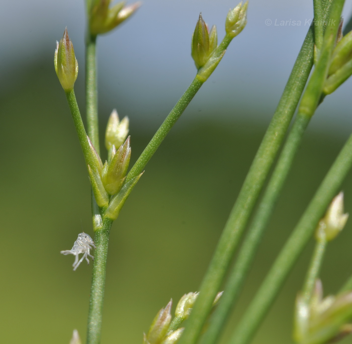 Изображение особи род Juncus.