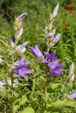 Campanula latifolia. Верхушки побегов с соцветиями. Санкт-Петербург, г. Ломоносов, Красная слобода, цветник. 07.07.2019.