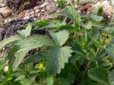 Potentilla norvegica. Прикорневые листья и соцветия. Свердловская обл., окр. г. Североуральск, куча щебёнки возле дороги. 29.07.2010.