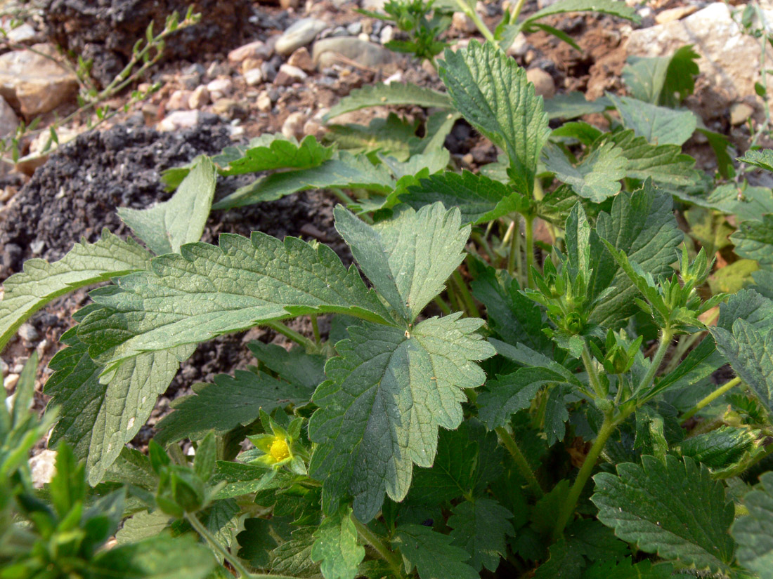 Изображение особи Potentilla norvegica.