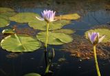 Nymphaea nouchali var. caerulea