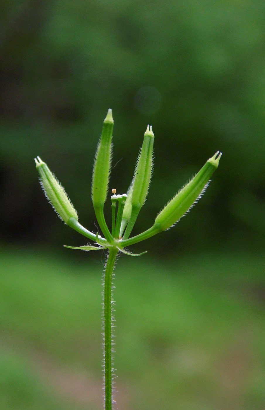 Image of Anthriscus cerefolium specimen.