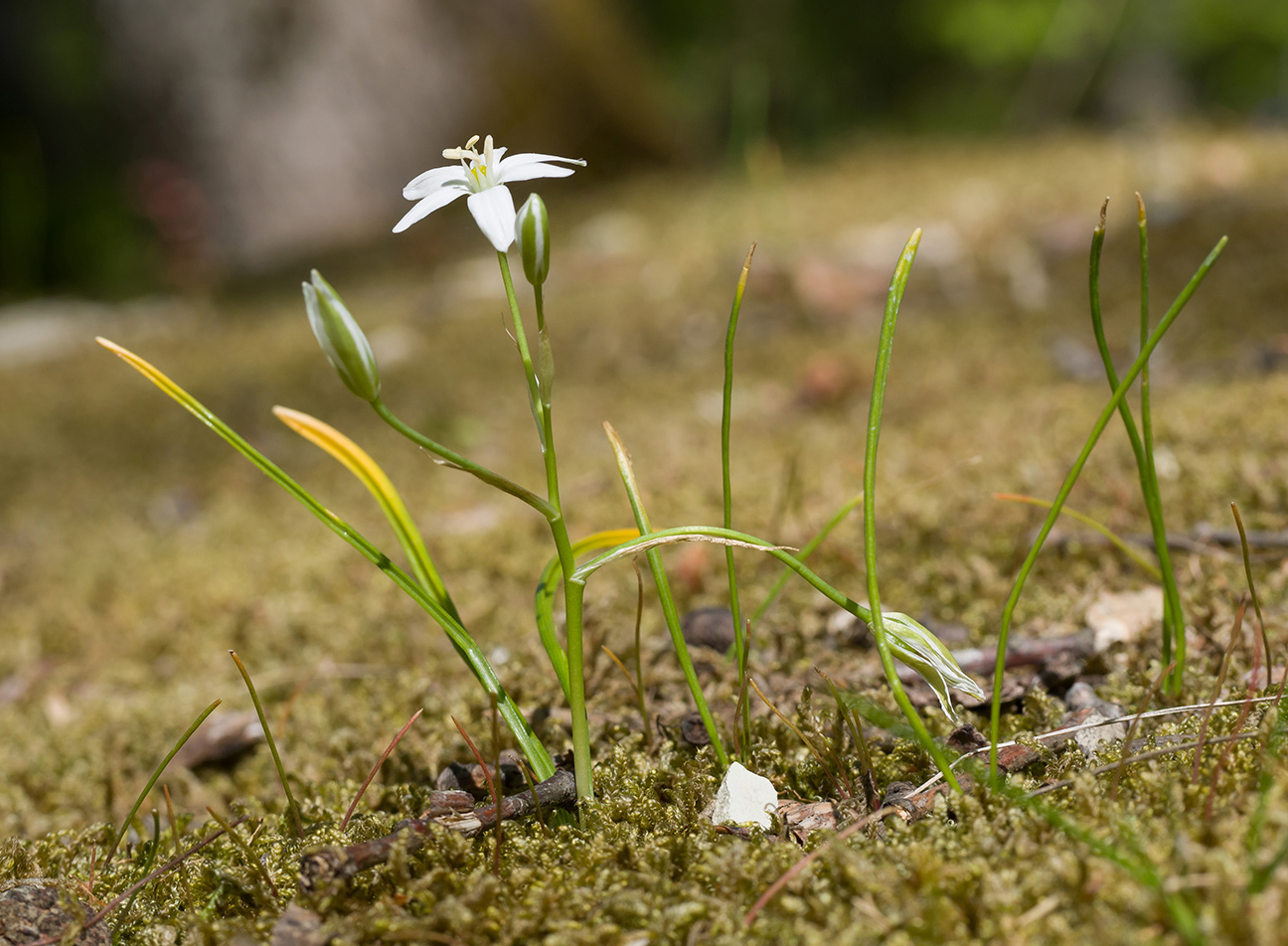 Изображение особи Ornithogalum navaschinii.