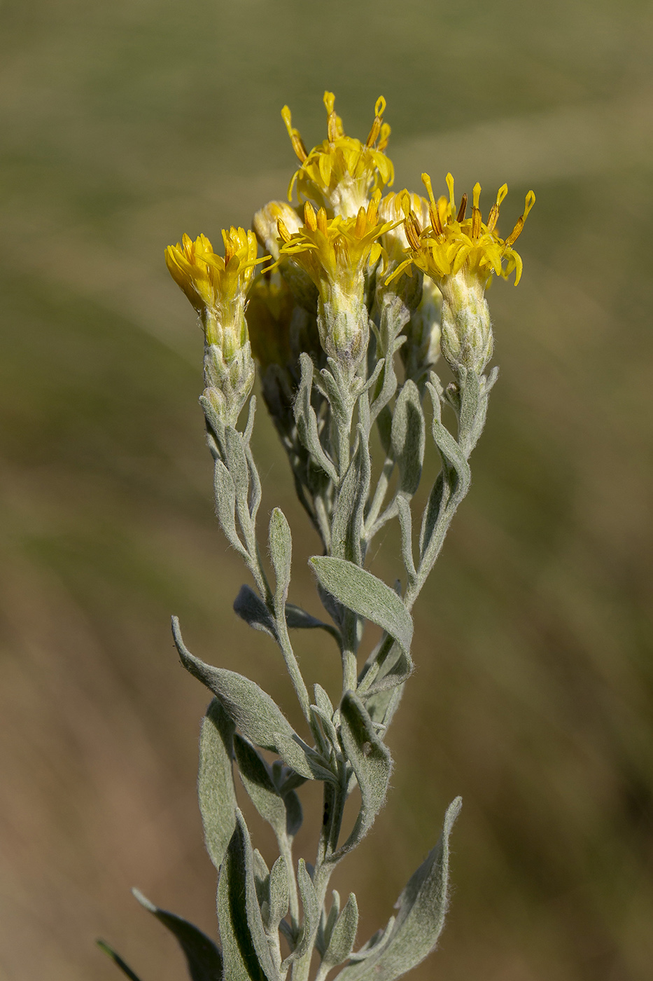 Image of Galatella villosa specimen.