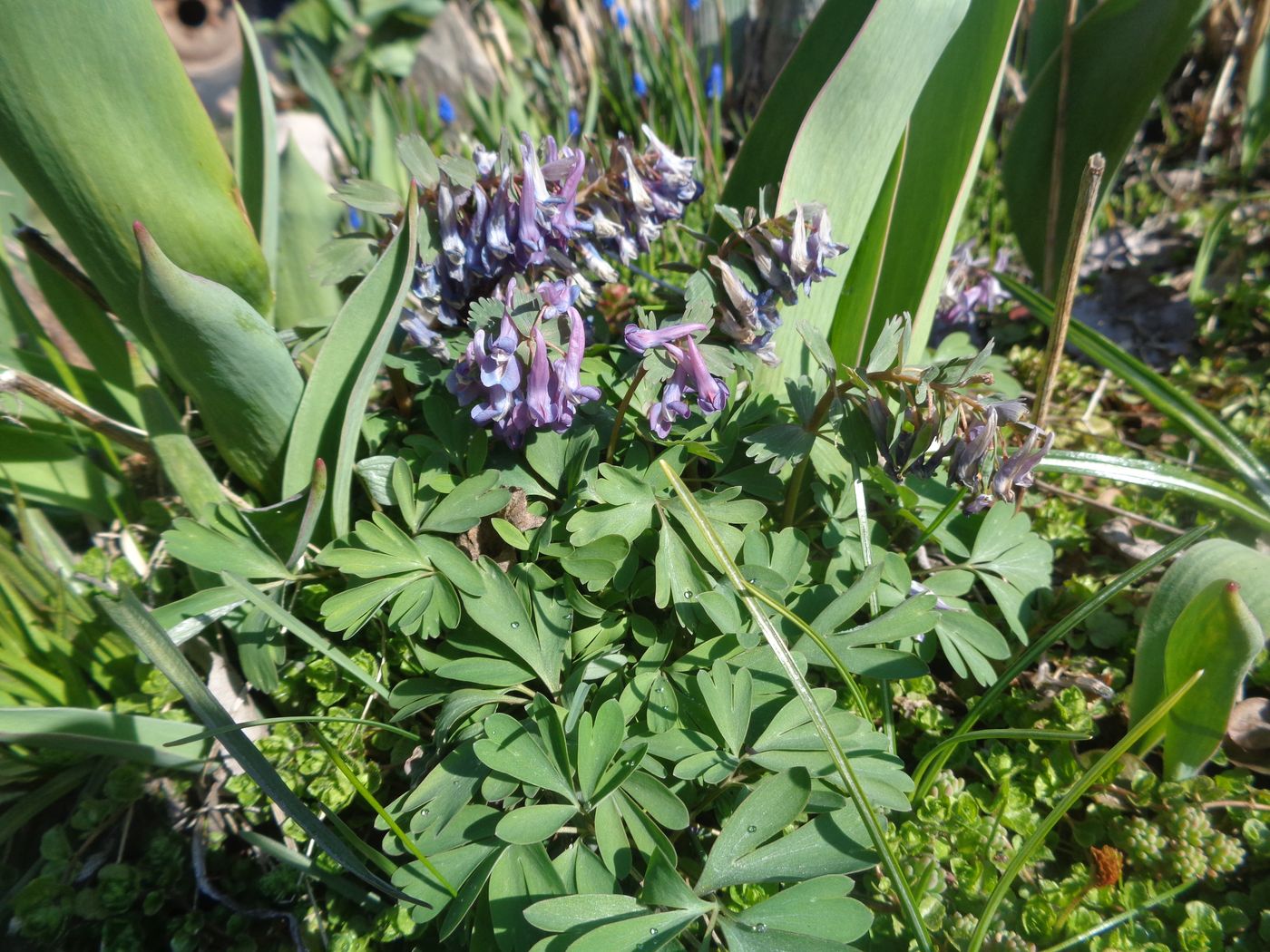 Image of Corydalis solida specimen.