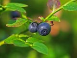 Vaccinium myrtillus