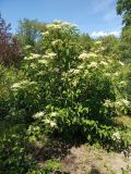 View full-size image Hydrangea heteromalla