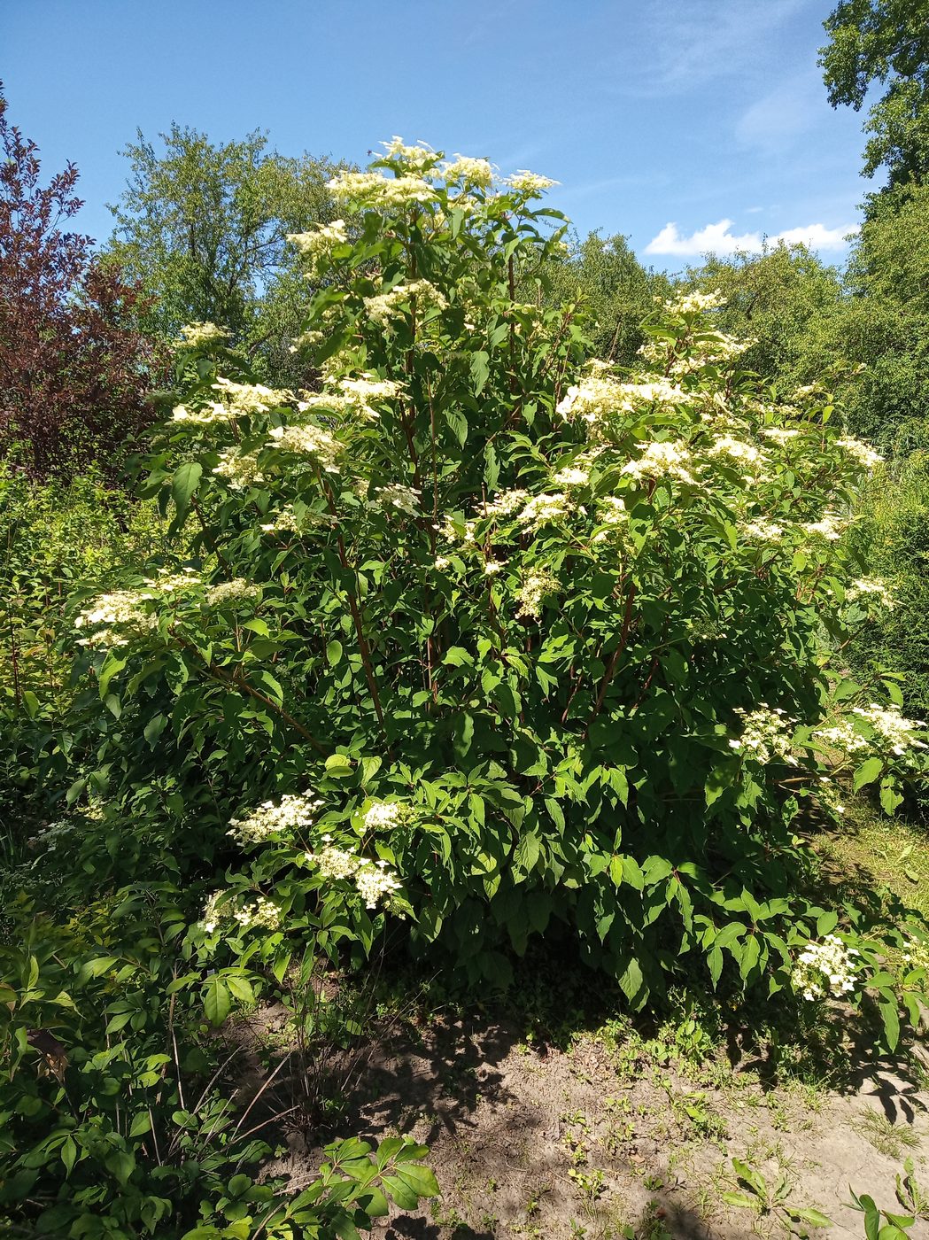 Image of Hydrangea heteromalla specimen.