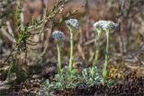 Antennaria dioica. Цветущие растения. Ленинградская обл., Лужский р-н, окр. оз. Лебевое, молодой разреженный сосняк после вырубки. 31.05.2020.