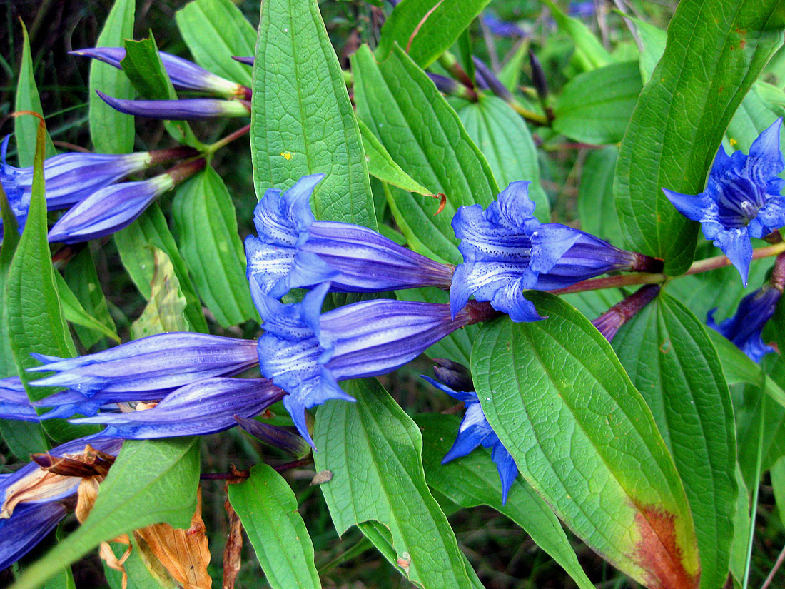 Image of Gentiana asclepiadea specimen.