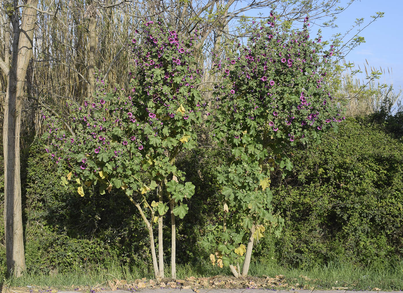 Image of Malva arborea specimen.