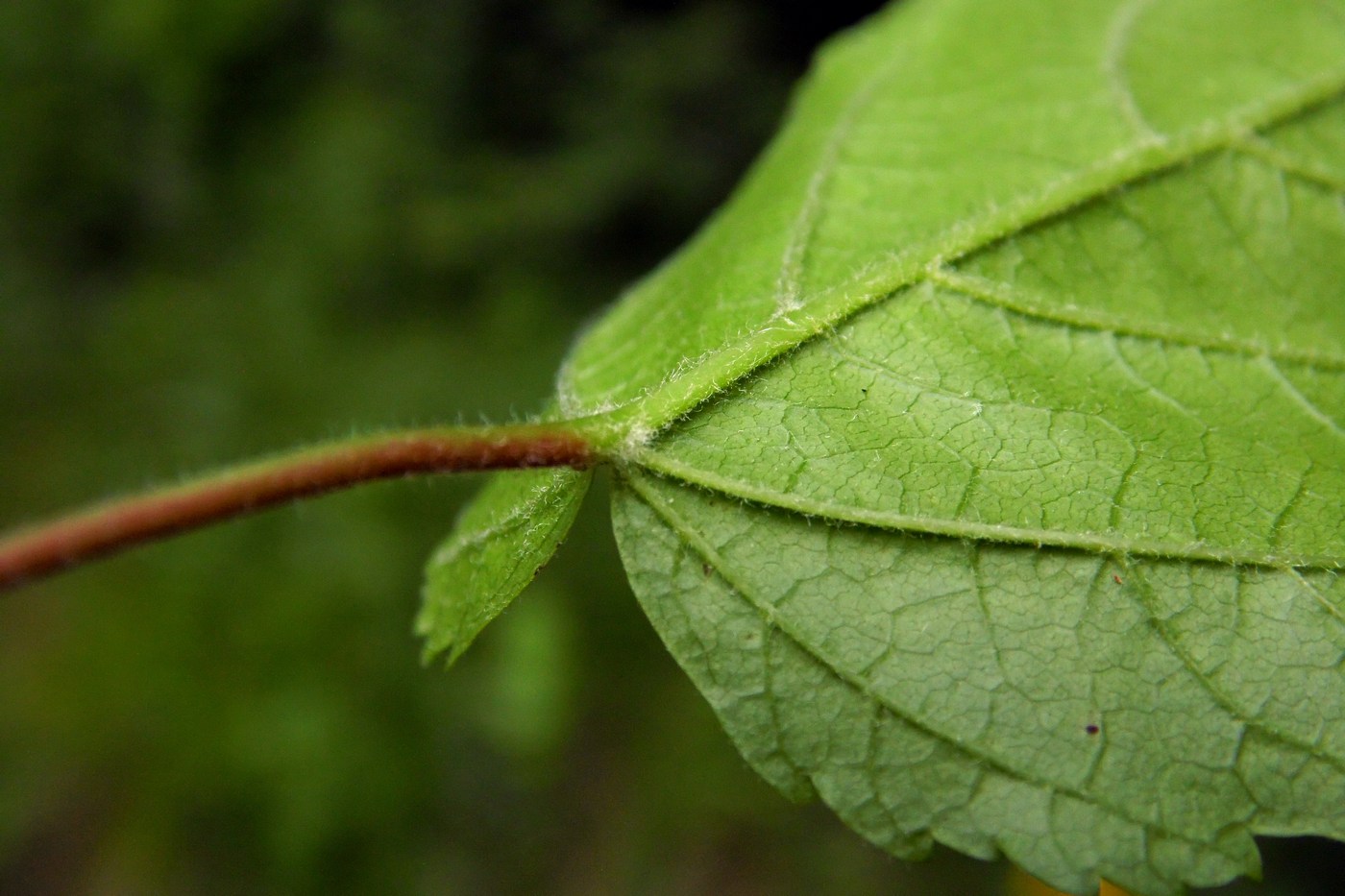 Image of Acer tataricum specimen.