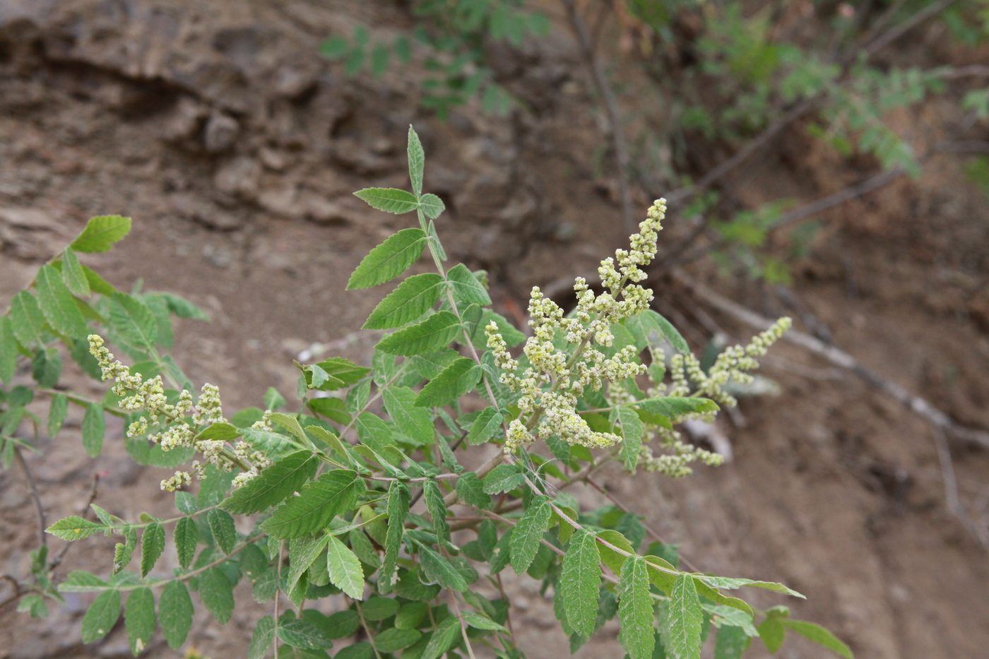 Image of Rhus coriaria specimen.