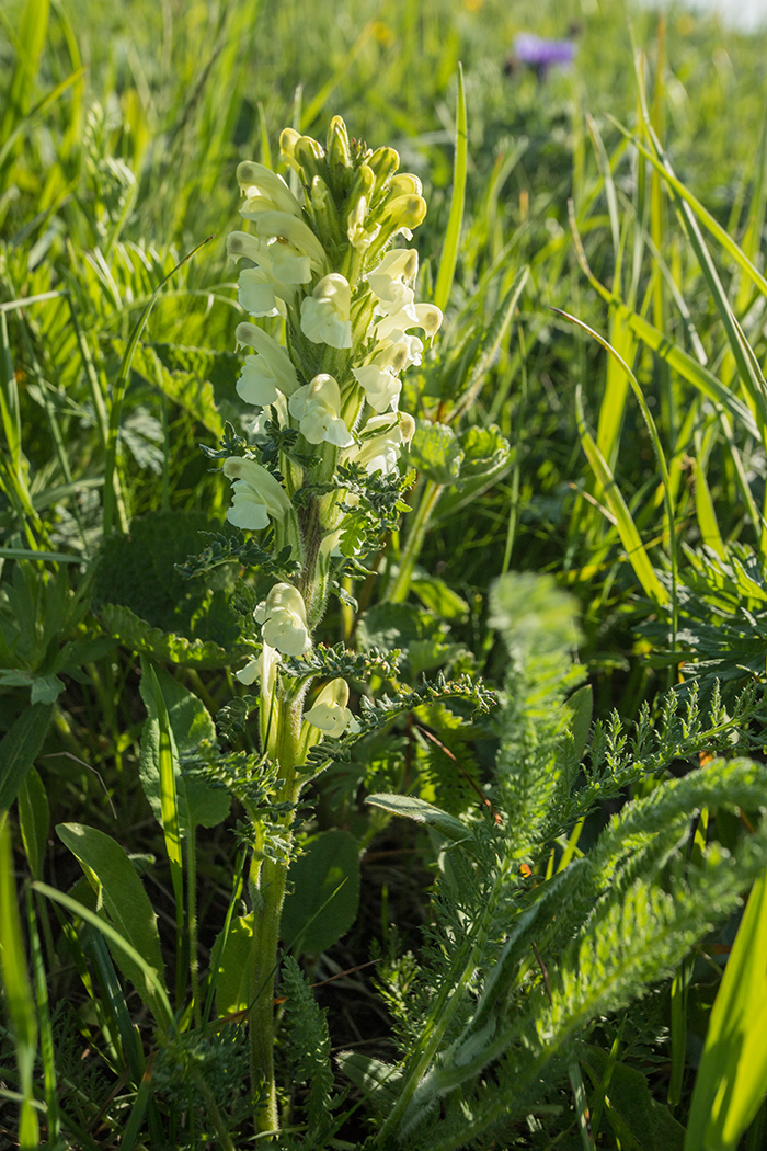 Image of Pedicularis sibthorpii specimen.