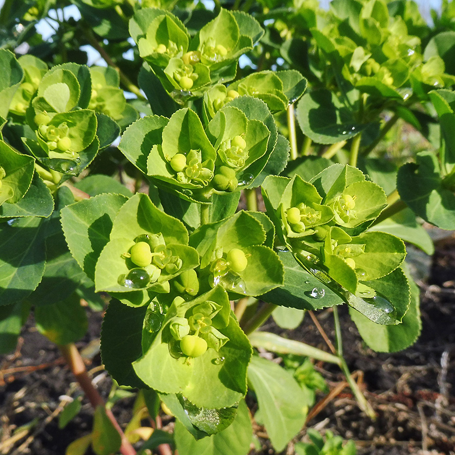 Изображение особи Euphorbia helioscopia.