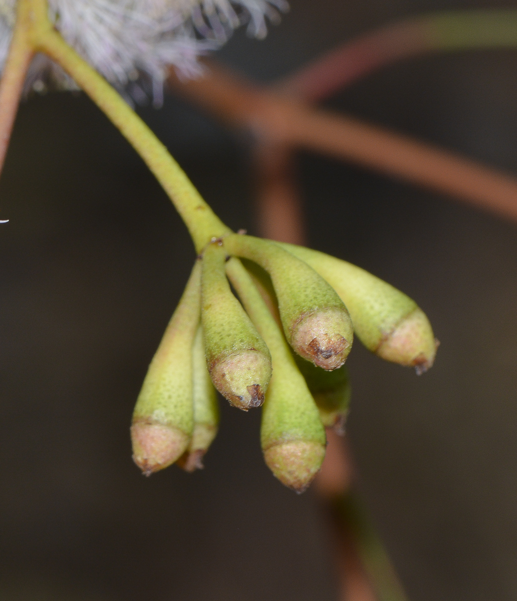 Изображение особи род Eucalyptus.