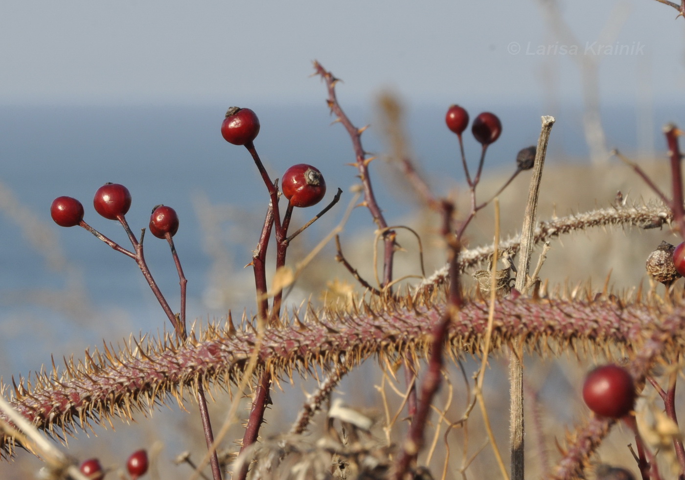 Image of Rosa maximowicziana specimen.