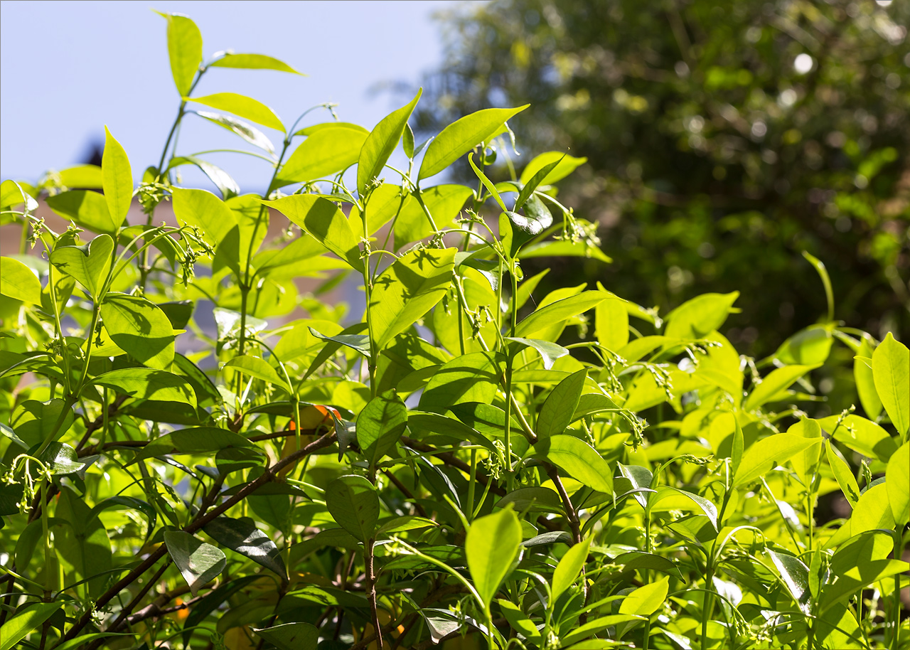 Изображение особи Trachelospermum jasminoides.