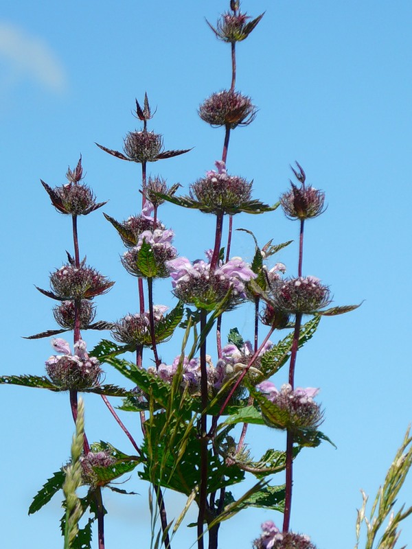 Image of Phlomoides tuberosa specimen.