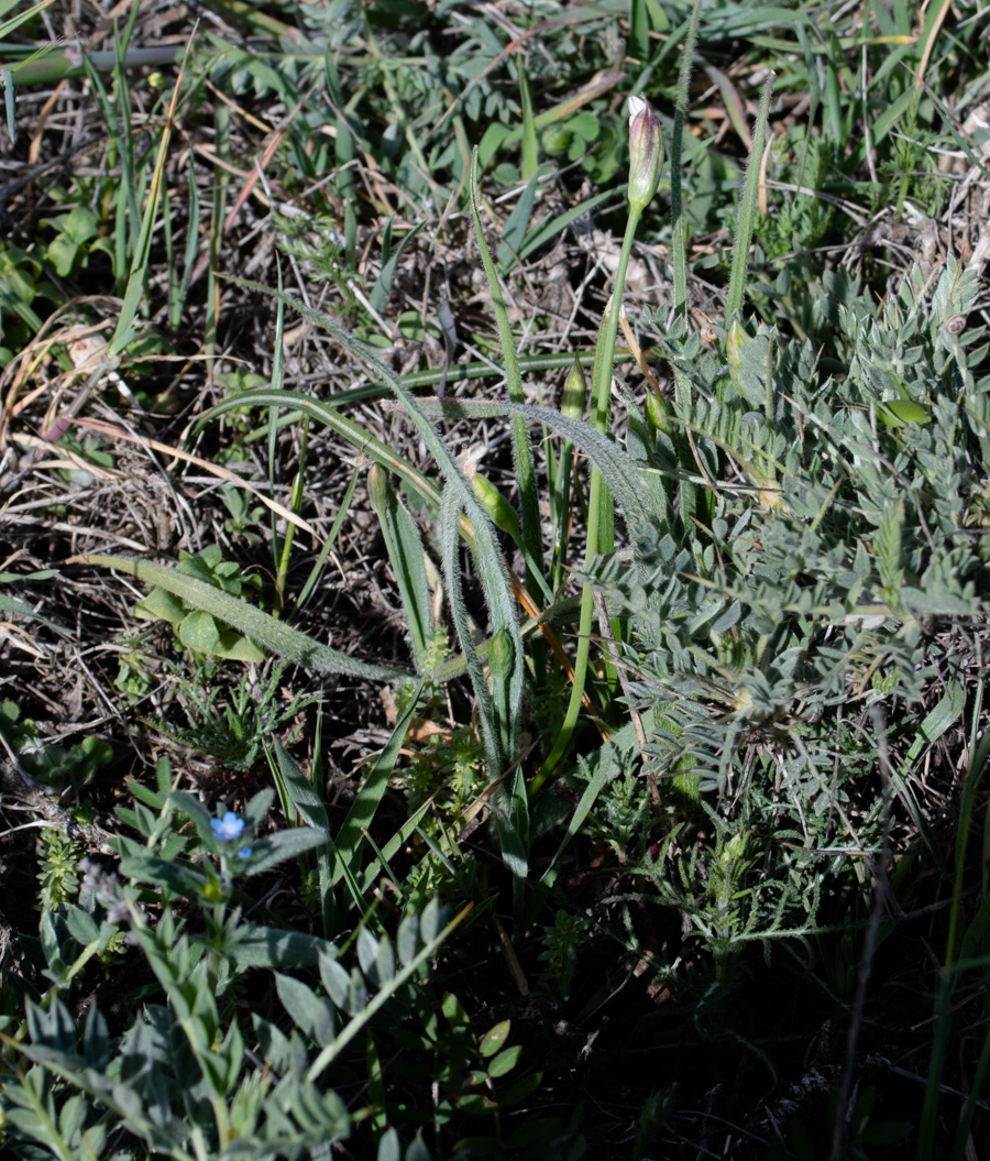 Image of Allium trifoliatum specimen.