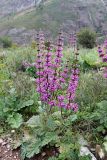 Phlomoides lehmanniana