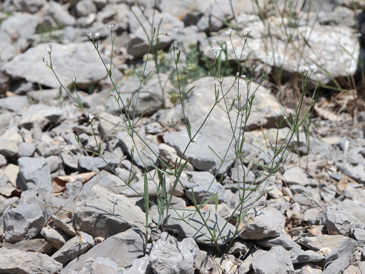 Image of Galium triandrum specimen.