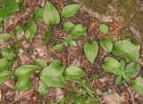 Ophioglossum vulgatum. Вегетирующие растения. Дагестан, Магарамкентский р-н, окр. с. Хтун-Казмаляр, Самурский лес. 7 мая 2022 г.